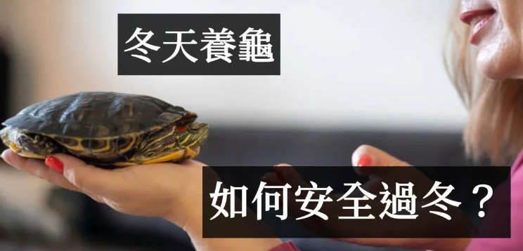 冬天怎么养乌龟？ 冬天养乌龟的7个技巧-艾尤社