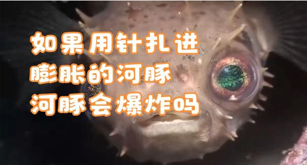 如果用针扎进膨胀的河豚，河豚会爆炸吗？-艾尤社
