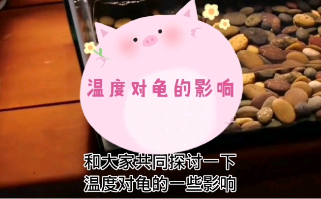 温度会影响龟的性别吗？-艾尤社