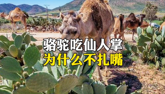 为什么骆驼吃仙人掌不怕扎嘴？-艾尤社