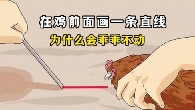 为什么在鸡面前画条直线，鸡会晕？-艾尤社