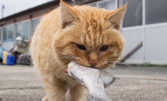 猫为什么喜欢吃鱼？猫不怕鱼刺？-艾尤社