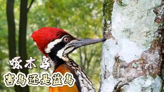 啄木鸟是不是益鸟？-艾尤社