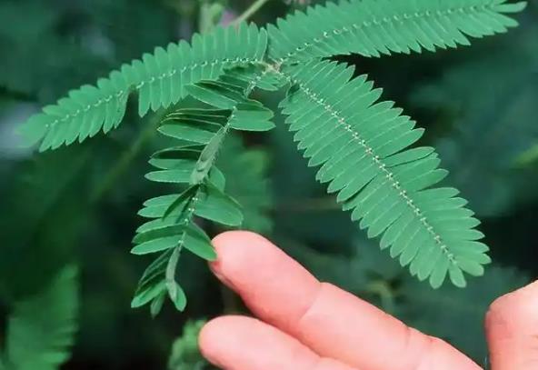 如果一直用手戳含羞草会怎么样？-艾尤社