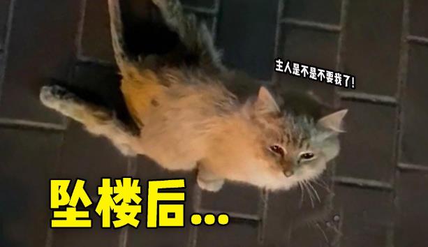 为什么有些猫坠楼不会死？-艾尤社