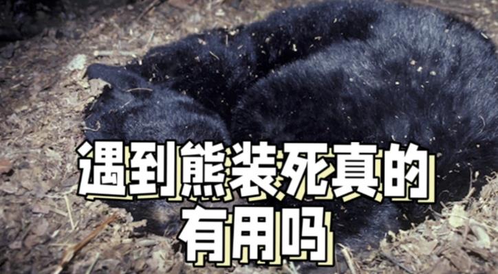 遇到熊装死有用吗？-艾尤社