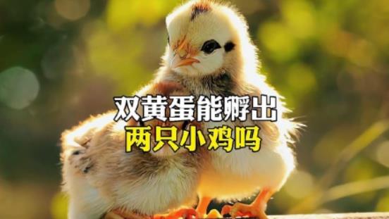 双黄蛋能孵出两只小鸡吗？-艾尤社