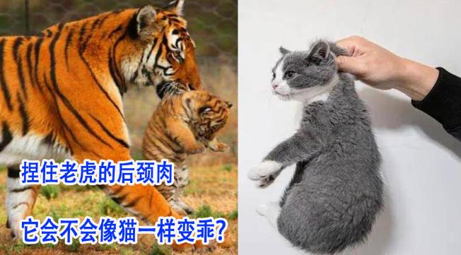 捏住老虎后颈，会像猫咪一样变乖吗？-艾尤社
